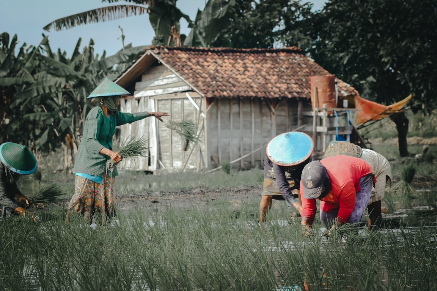 Cara Memilih Buah Segar Saat Musim Panen